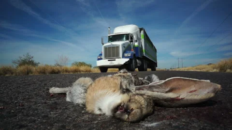 Roadkill Rabbit Truck Passing Stock Footage 35204215