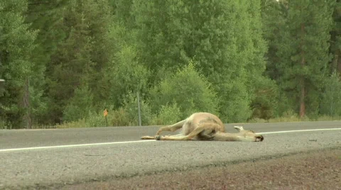 Roadkill3 Stock Footage 506577