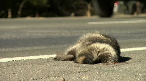 Roadkill4 Stock Footage 506581
