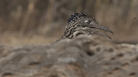ROADRUNNER BEHIND LOG Stock-Footage 122798707