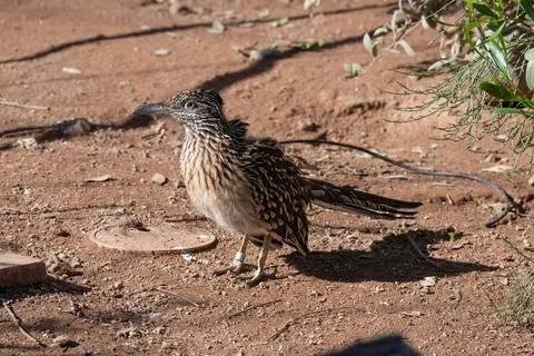 Roadrunner bird in captivity gets a close up on a hot summer day Stock Photos