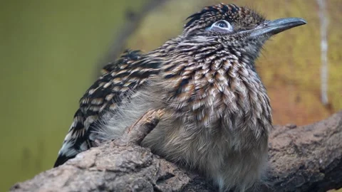 A roadrunner bird Stock Footage 267706991