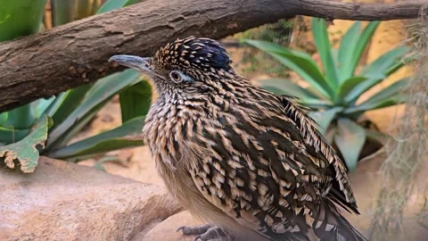 A Roadrunner bird Stock Footage 277423399