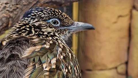 A roadrunner bird  head Stock Footage 267669495