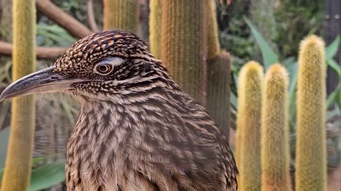 A roadrunner bird head Stock Footage 294387291