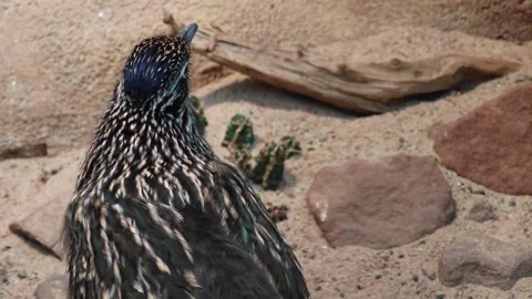 A roadrunner bird head Video stock 296029754