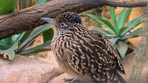 A roadrunner bird resting  Stock Footage 277381842