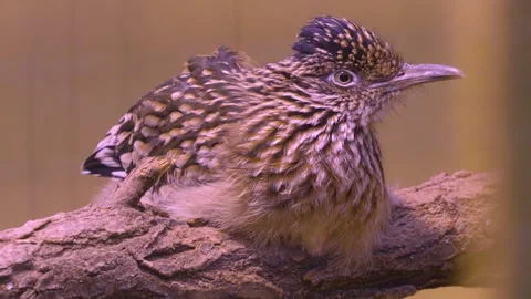 A roadrunner bird resting  Stock Footage 277464387