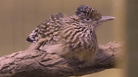 A Roadrunner bird resting  Stock Footage 277464890