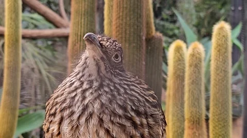 Roadrunner bird resting  Stock Footage 294347885
