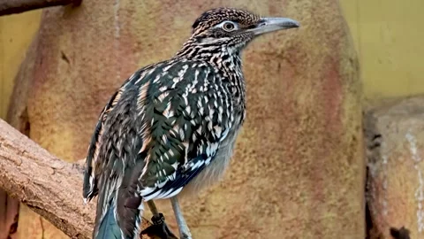 Roadrunner bird resting on a tree Stock Footage 295990738