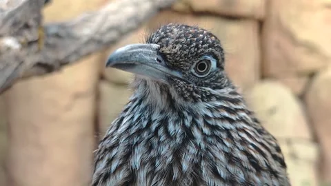 A roadrunner birds head  Stock Footage 299372293