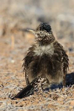  Roadrunner Bosque del Apache wildlife refuge in New Mexico,USA Roadrunner... Foto stock