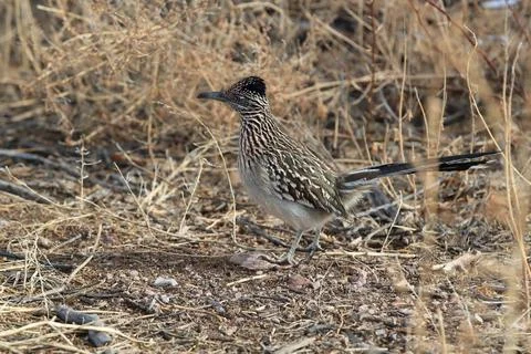 Roadrunner Bosque del Apache wildlife refuge in New Mexico,USA Roadrunner... Foto stock