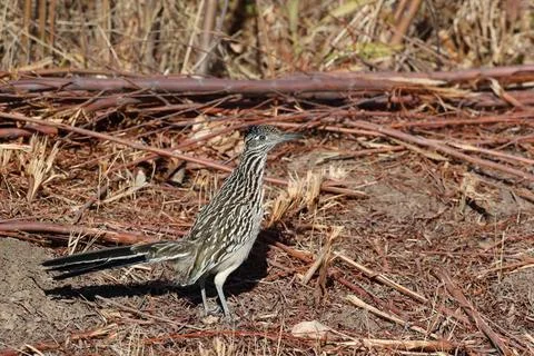  Roadrunner Bosque del Apache wildlife refuge in New Mexico USA Roadrunner... Foto stock