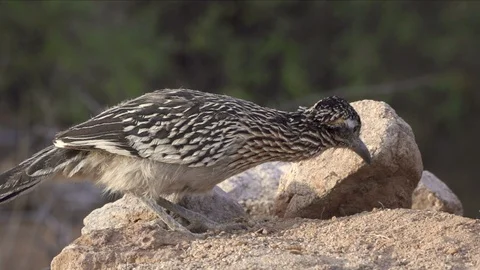 Roadrunner Catching Scorpion Stock-Footage 118552235
