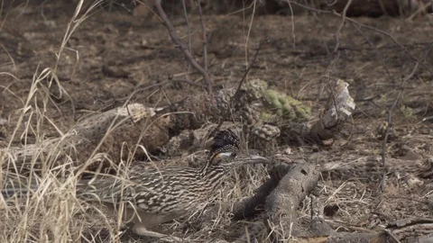 ROADRUNNER CLEANING BEAK 4K 30FPS Stock-Footage 119601655