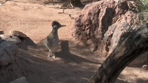 Roadrunner in a desert setting 動画素材 328265200