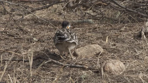 ROADRUNNER FEEDING &amp; CLEANING BILL Stock-Footage 122771312