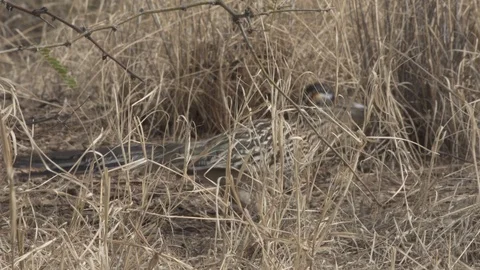 ROADRUNNER FEEDING IN GRASS Stock-Footage 122811079