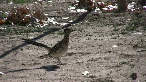 Roadrunner In Field One Vídeo Stock 313298