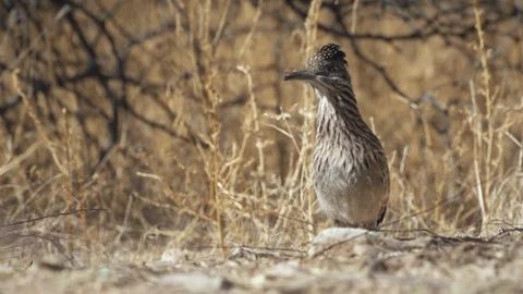 ROADRUNNER Stock-Footage 122601827