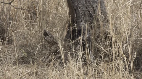 ROADRUNNER Stock-Footage 122783132