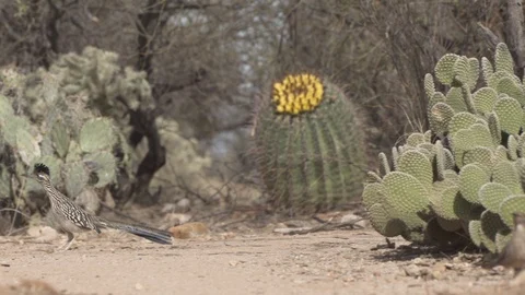 ROADRUNNER Stock-Footage 123132558