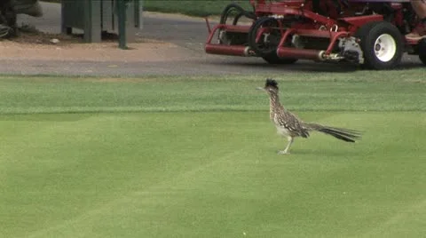 Roadrunner on Golf Course 库存影片 11021564