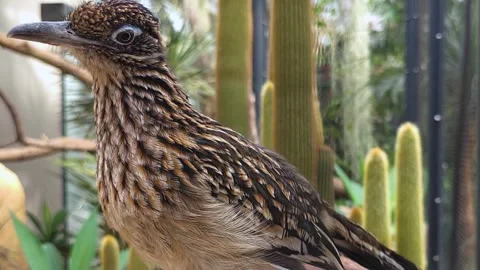 A roadrunner  head Stock Footage 275484560