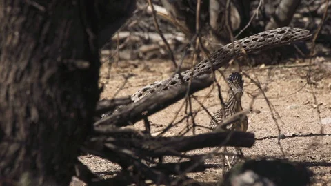 ROADRUNNER HUNTING Stock-Footage 122952934