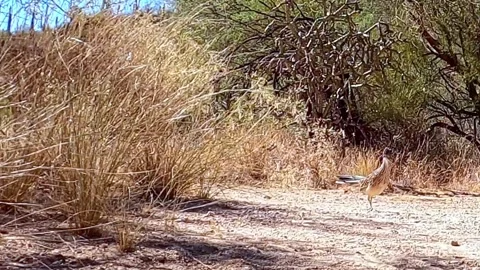 Roadrunner hunting on path in desert Stock Footage 289244279