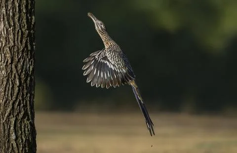 Roadrunner jumping to get to its nest with a baby Stock Photos