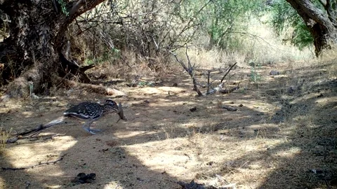 Roadrunner Kills Lizard Stock-Footage 237420698