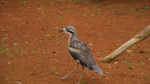 A roadrunner in motion Stock Footage 269403217
