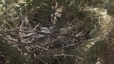 ROADRUNNER NEST WITH CHICKS Stock-Footage 123280829
