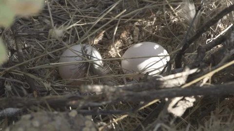 ROADRUNNER NEST WITH EGGS 4K Stock-Footage 122851671
