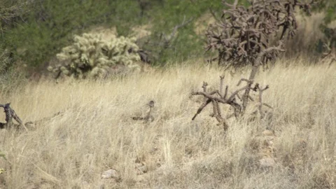 ROADRUNNER PARENT RUNNING IN TALL GRASS OUTSIDE NEST 4K Stock-Footage 122911238