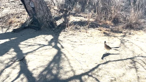 Roadrunner Pauses on Sunny Patch Stock Footage 320656724