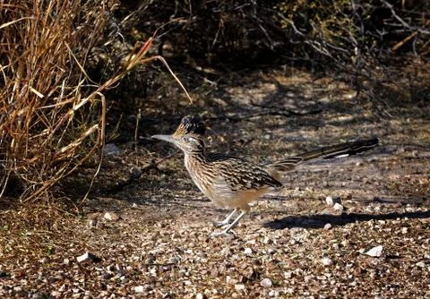 Roadrunner Stock Photos