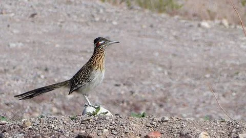 Roadrunner Foto stock