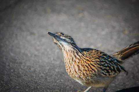 Roadrunner Foto stock