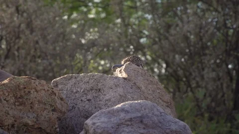 ROADRUNNER POKING HEAD OUT FROM ROCKS 4K Stock-Footage 123134180