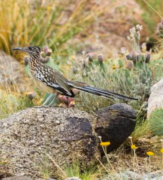 Roadrunner posing Stock Photos