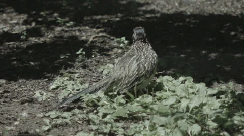 Roadrunner pouncing on a bug Stock Footage 25603778