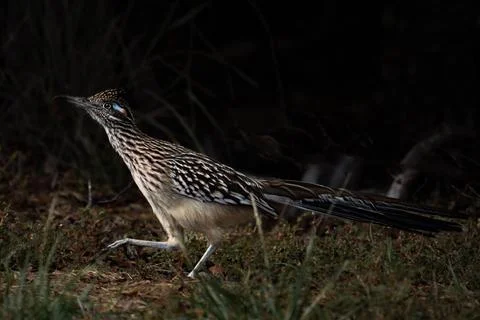Roadrunner profile Stock Photos