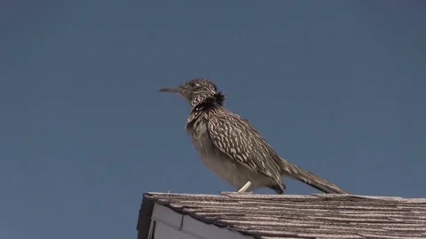 Roadrunner on Rooftop Vídeos de archivo 85736120