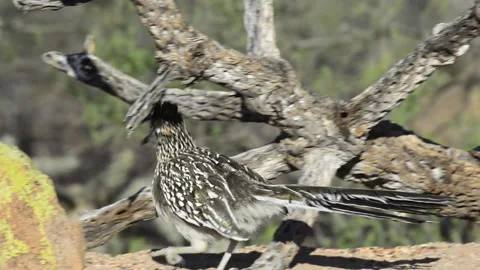 Roadrunner roosting in cactus Stock Footage 168714655