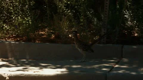 Roadrunner Running Across the Road Video stock 11858980