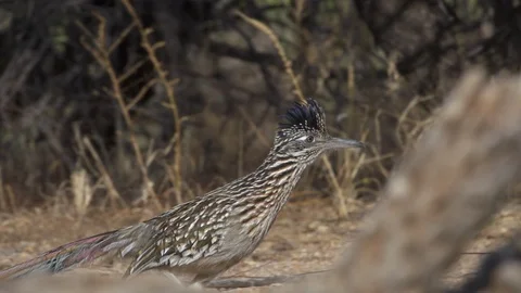 ROADRUNNER RUNNING BEHIND LOG Stock-Footage 122904696